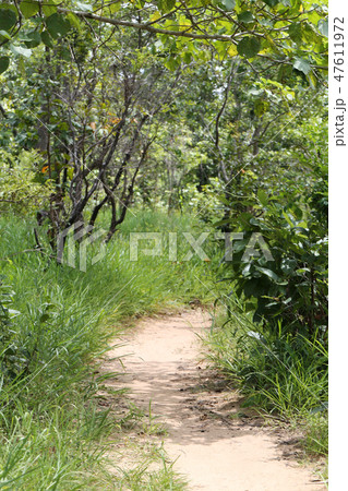 Rural Road to the forest with trees. 47611972