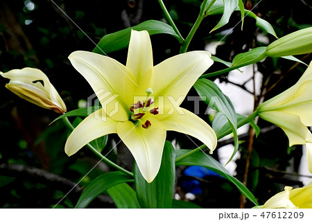 三鷹中原に咲く黄色いユリの花 三鷹中原に咲く黄色いユリの花 47612209
