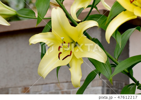 三鷹中原に咲く黄色いユリの花 47612217