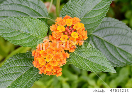 三鷹中原に咲くランタナの花 47612218