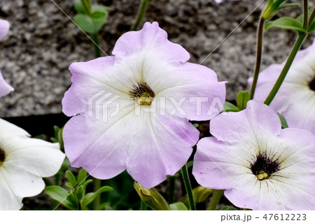 三鷹中原に咲く薄いピンクのペチュニアの花 47612223