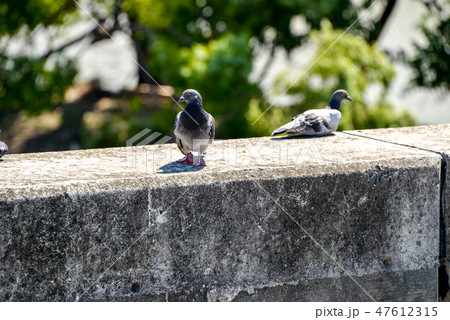 鳩 47612315