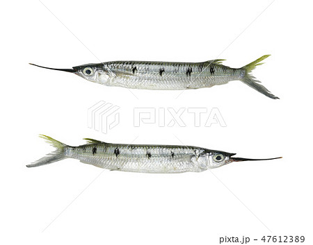 Tropics freshness Needlefish isolated on white background. Tropics freshness Needlefish isolated on white background. 47612389