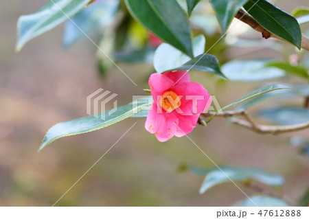 ツバキの花　寒咲赤侘助 47612888