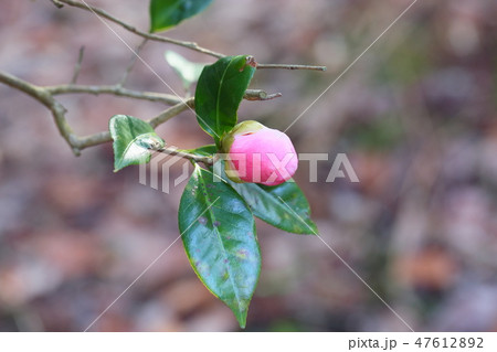 ツバキの花　西王母 47612892