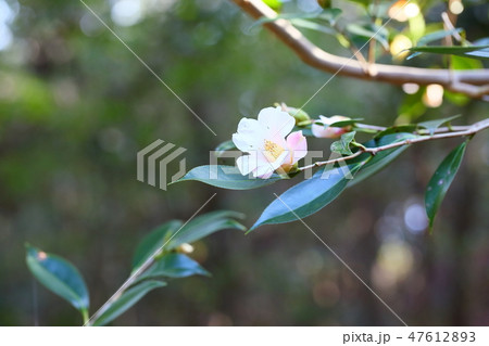 ツバキの花 昭和侘助 ツバキの花 昭和侘助 47612893