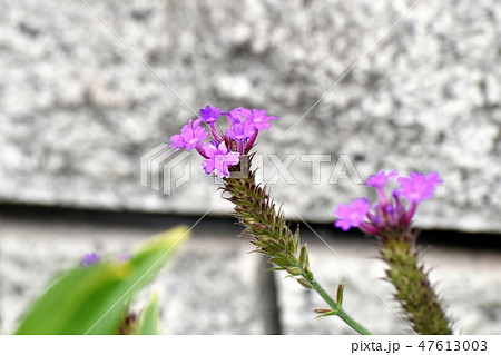 三鷹中原に咲く紫色の宿根バーベナ(ヒメビジョザクラ) 三鷹中原に咲く紫色の宿根バーベナ(ヒメビジョザクラ) 47613003
