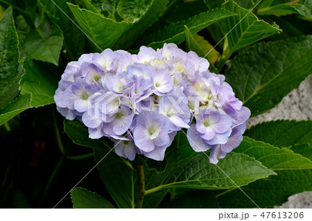 三鷹中原に咲く薄紫色のアジサイの花 三鷹中原に咲く薄紫色のアジサイの花 47613206