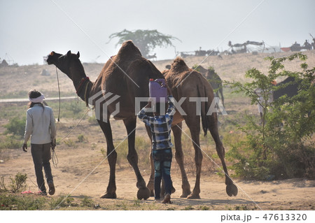 インドのプシュカル　砂漠に集まるラクダの群れ　ラクダを先導するラクダ使いの男　水を運ぶインド人 47613320