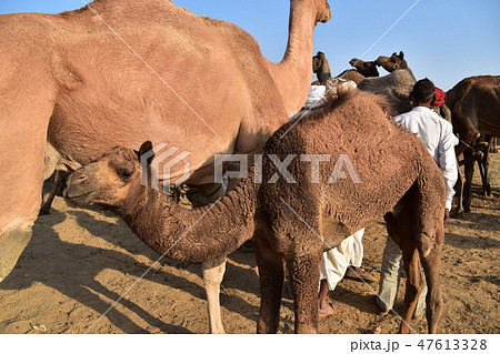 インドのラジャスタン州のプシュカル 砂漠に集まるラクダの群れ 可愛いラクダの赤ちゃん インドのラジャスタン州のプシュカル 砂漠に集まるラクダの群れ 可愛いラクダの赤ちゃん 47613328