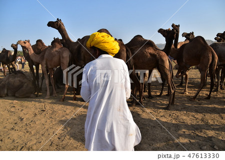 インドのラジャスタン州のプシュカル 砂漠に集まるラクダの群れ ラクダの世話をするラクダ使いの男性 インドのラジャスタン州のプシュカル 砂漠に集まるラクダの群れ ラクダの世話をするラクダ使いの男性 47613330