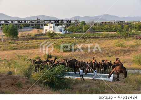 インドのプシュカル 砂漠の水場に集まるラクダの群れ 水を飲むラクダ 建設中の建物と住居 インドのプシュカル 砂漠の水場に集まるラクダの群れ 水を飲むラクダ 建設中の建物と住居 47613424