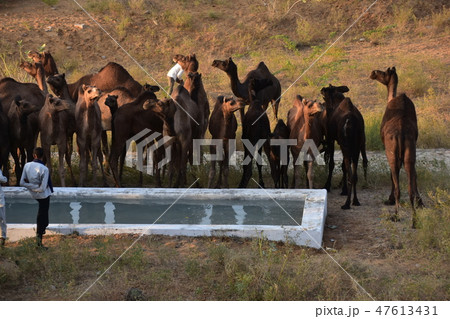 インドのラジャスタン州のプシュカル 砂漠の水場に集まるラクダの群れ 水を飲むラクダ インドのラジャスタン州のプシュカル 砂漠の水場に集まるラクダの群れ 水を飲むラクダ 47613431