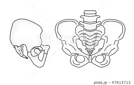 シンプルな骨盤の図版 横むき入りのイラスト素材 47613713 Pixta