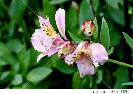 三鷹中原に咲くピンクのアルストロメリア 三鷹中原に咲くピンクのアルストロメリア 47613890
