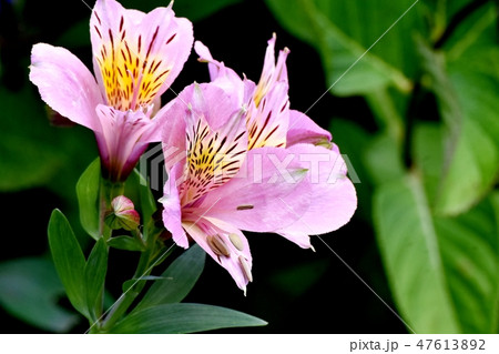 三鷹中原に咲くピンクのアルストロメリア 三鷹中原に咲くピンクのアルストロメリア 47613892