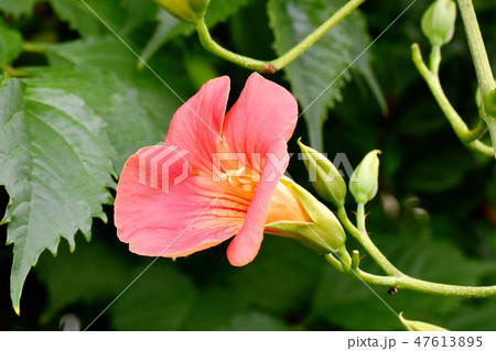 三鷹中原に咲くオレンジのノウゼンカズラの花 三鷹中原に咲くオレンジのノウゼンカズラの花 47613895