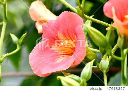 三鷹中原に咲くオレンジのノウゼンカズラの花 三鷹中原に咲くオレンジのノウゼンカズラの花 47613897