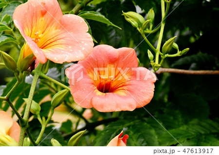 三鷹中原に咲くオレンジのノウゼンカズラの花 三鷹中原に咲くオレンジのノウゼンカズラの花 47613917