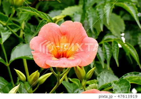 三鷹中原に咲くオレンジのノウゼンカズラの花 47613919