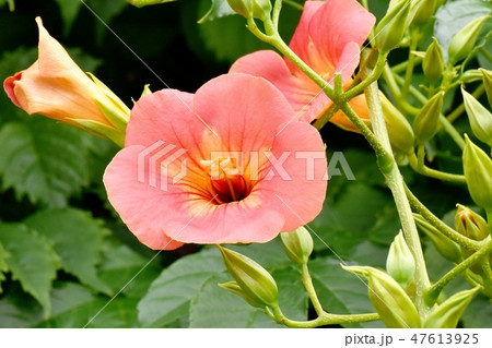 三鷹中原に咲くオレンジのノウゼンカズラの花 47613925