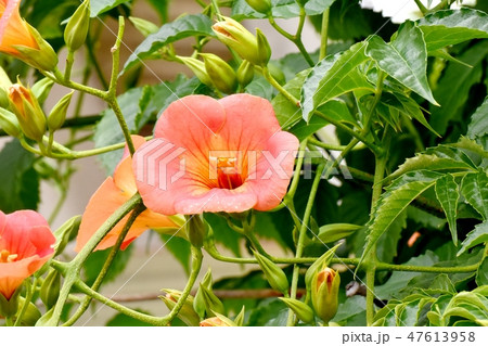 三鷹中原に咲くオレンジのノウゼンカズラの花 三鷹中原に咲くオレンジのノウゼンカズラの花 47613958