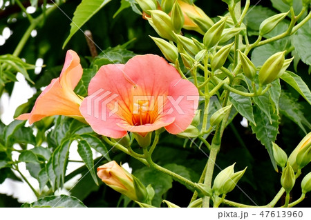 三鷹中原に咲くオレンジのノウゼンカズラの花 47613960