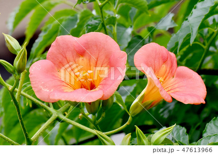 三鷹中原に咲くオレンジのノウゼンカズラの花 47613966