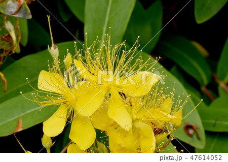 三鷹中原に咲く黄色いビヨウヤナギの花 三鷹中原に咲く黄色いビヨウヤナギの花 47614052