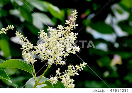 三鷹中原に咲く白いネズミモチの花 47614055