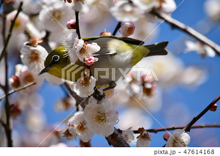 ウメジロー〜Japanese White eye. 47614168