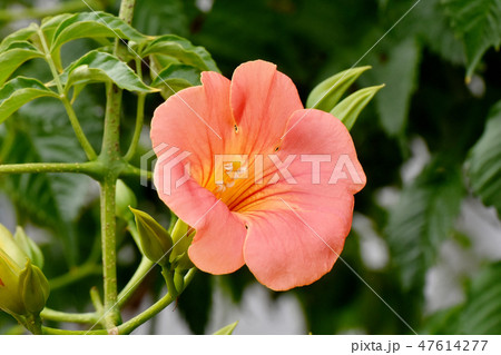 三鷹中原に咲くオレンジのペノウゼンカズラの花 47614277