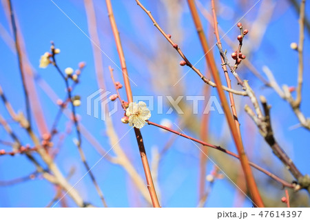 梅の花　揚羽の蝶 47614397