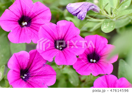 三鷹中原に咲くピンクのペチュニアの花 三鷹中原に咲くピンクのペチュニアの花 47614596