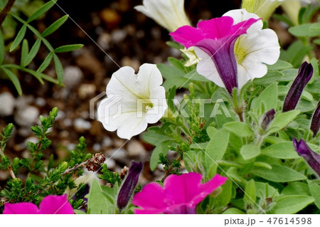 三鷹中原に咲く白いペチュニアの花 47614598