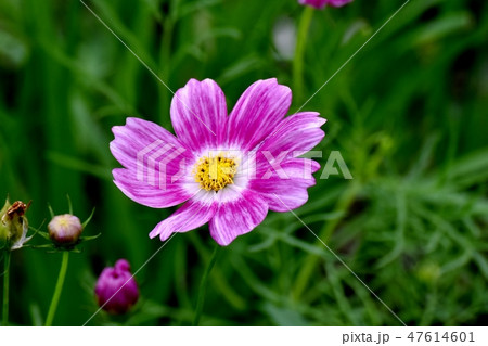 三鷹中原に咲くピンクのコスモスの花 三鷹中原に咲くピンクのコスモスの花 47614601