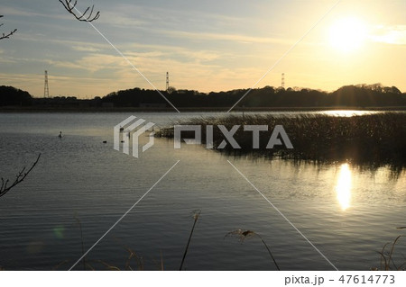 白鳥のいる夕景 47614773