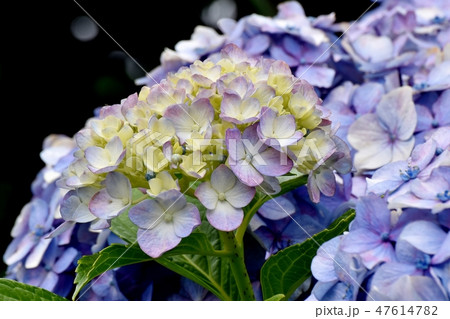 三鷹中原に咲く薄紫色のアジサイの花 三鷹中原に咲く薄紫色のアジサイの花 47614782