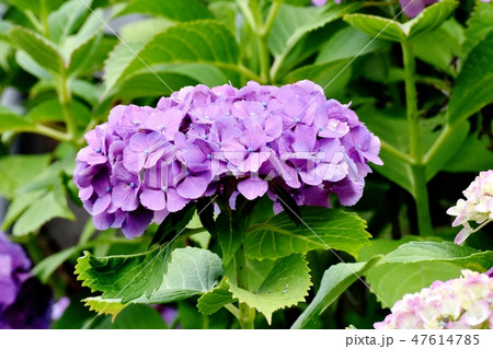 三鷹中原に咲く紫色のアジサイの花 三鷹中原に咲く紫色のアジサイの花 47614785