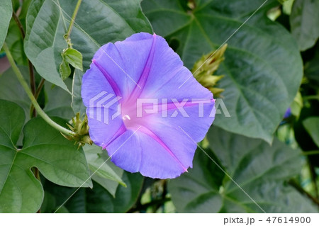 三鷹中原に咲く青紫色のアサガオの花 47614900