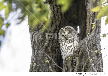 エゾフクロウ 47615223