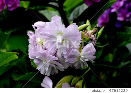 三鷹中原に咲くピンクのストック 47615229