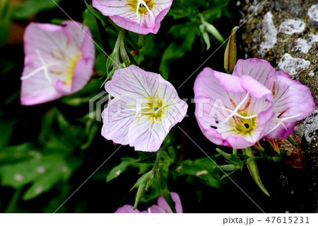 三鷹中原に咲くヒルザキツキミソウ 47615231