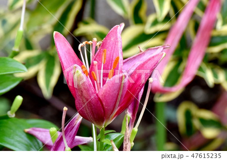 三鷹中原に咲赤いユリの花 三鷹中原に咲赤いユリの花 47615235