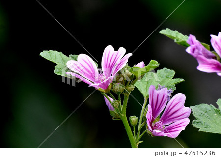 三鷹中原に咲くゼニアオイの花 47615236