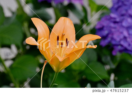 三鷹中原に咲くオレンジのユリの花 47615237