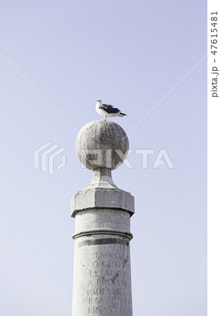 Seagull perched on a post in the sea 47615481