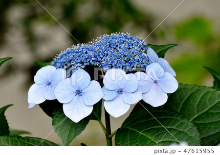 三鷹中原に咲く青いガクアジサイの花 三鷹中原に咲く青いガクアジサイの花 47615955