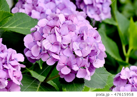 三鷹中原に咲く紫色のアジサイの花 三鷹中原に咲く紫色のアジサイの花 47615958