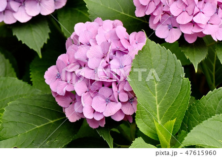 三鷹中原に咲く紫色のアジサイの花 47615960